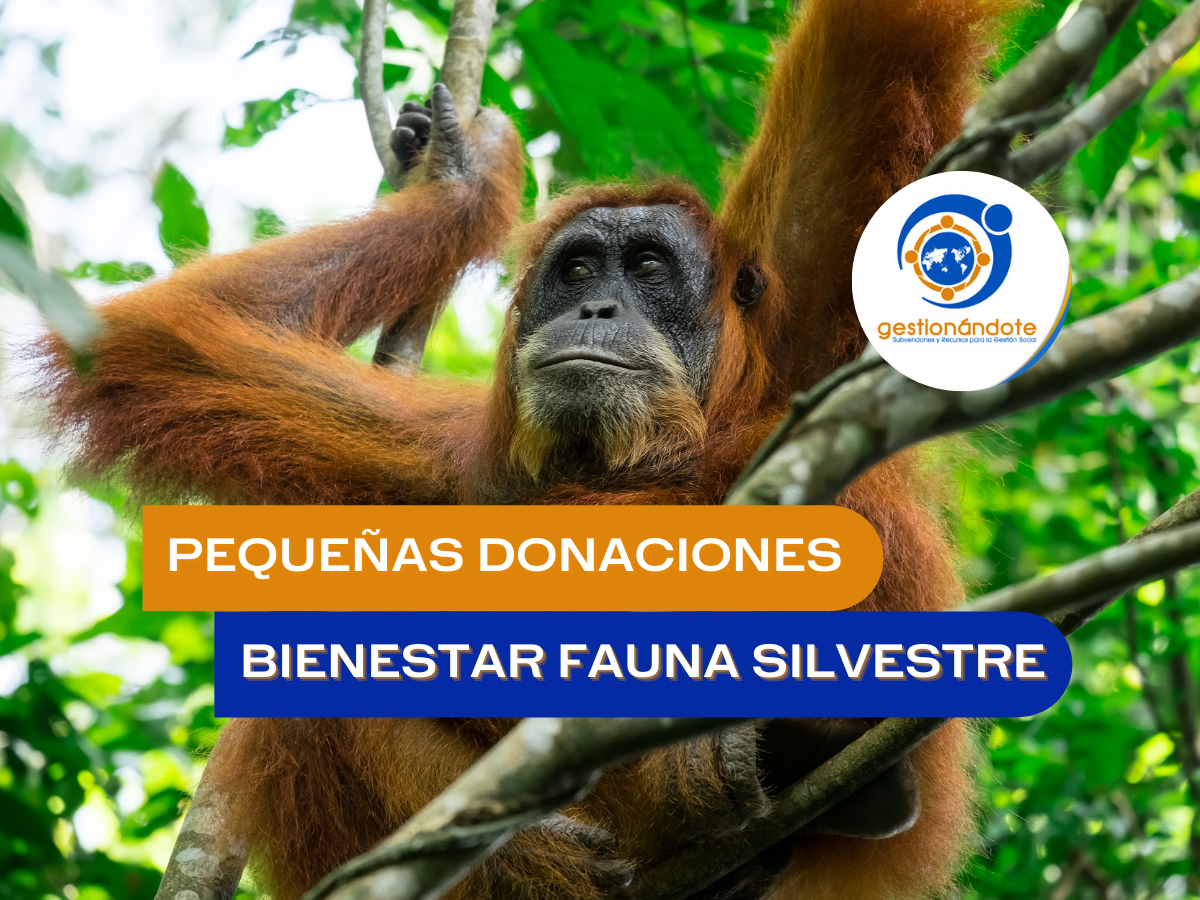 pequeñas donaciones animales silvestres